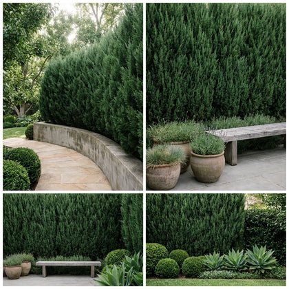 Spartan Juniper - Juniperus 'Spartan'