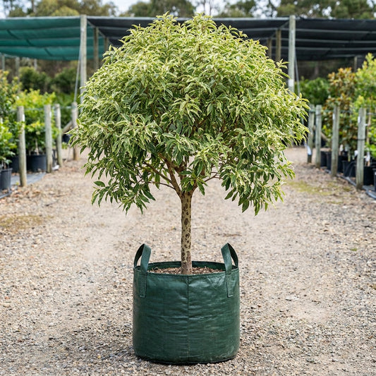 Spotted Gum - Corymbia citriodora subsp. variegata