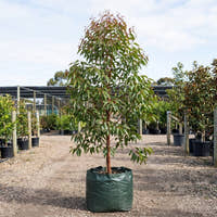 Spotted Gum - Corymbia maculata