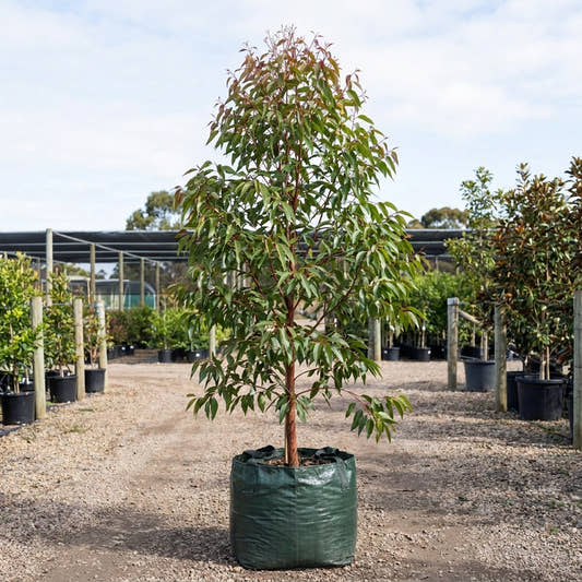 Spotted Gum - Corymbia maculata