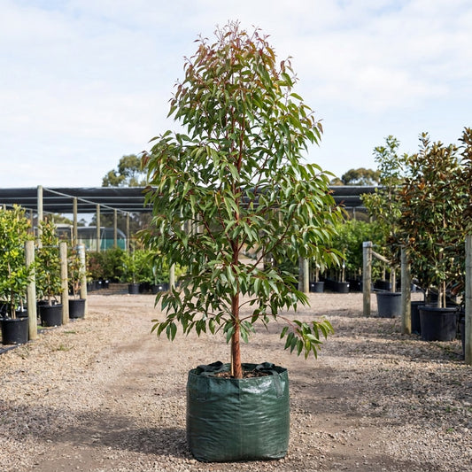 Spotted Gum - Corymbia maculata