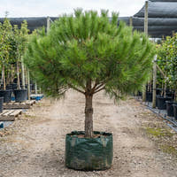 Stone Pine - Pinus pinea
