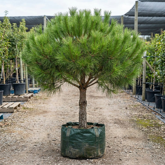 Stone Pine - Pinus pinea