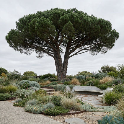 Stone Pine - Pinus pinea