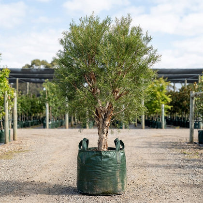 Stout Paperbark - Melaleuca preissiana