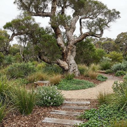 Stout Paperbark - Melaleuca preissiana