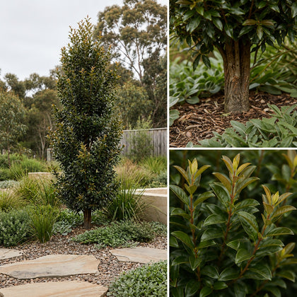 Straight and Narrow Lilly Pilly - Syzygium australe 'SAN01' PBR Intended