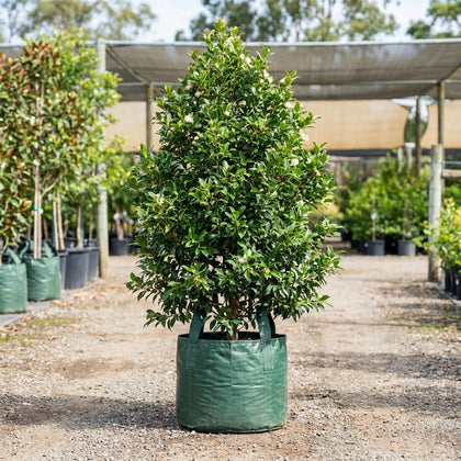 Straight and Narrow Lilly Pilly - Syzygium australe 'SAN01' PBR Intended