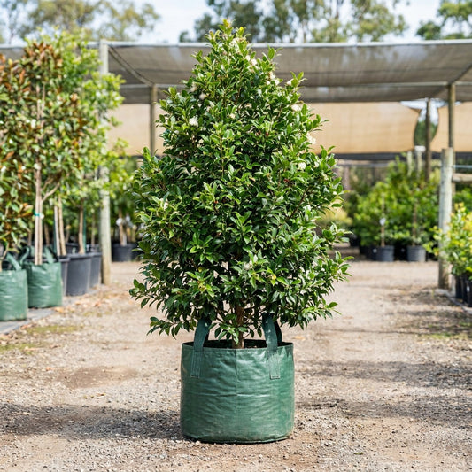 Straight and Narrow Lilly Pilly - Syzygium australe 'SAN01' PBR Intended
