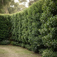 Straight and Narrow Lilly Pilly - Syzygium australe ‘SAN01’ PBR Intended