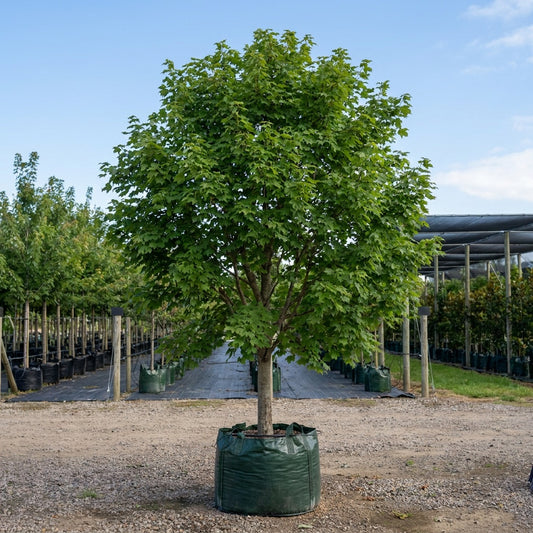 Sugar Maple - Acer saccharum