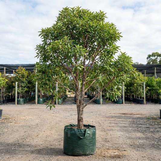 Swamp Box - Lophostemon suaveolens