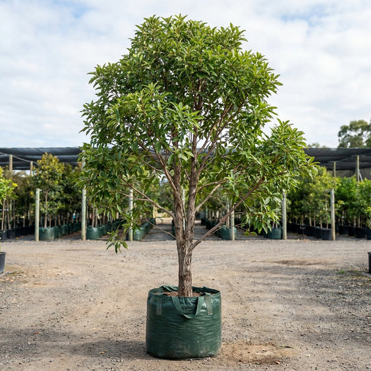 Swamp Box - Lophostemon suaveolens