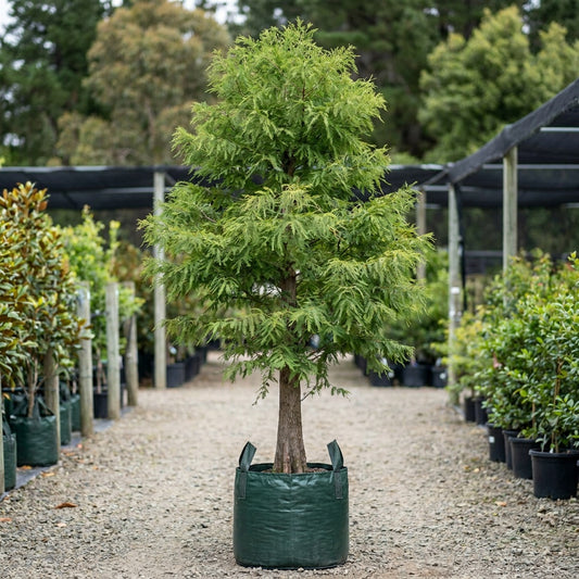 Swamp Cypress - Taxodium distichum