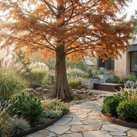 Swamp Cypress - Taxodium distichum
