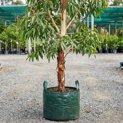 Swamp Mahogany - Eucalyptus robusta