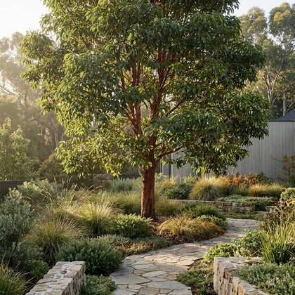 Swamp Mahogany - Eucalyptus robusta