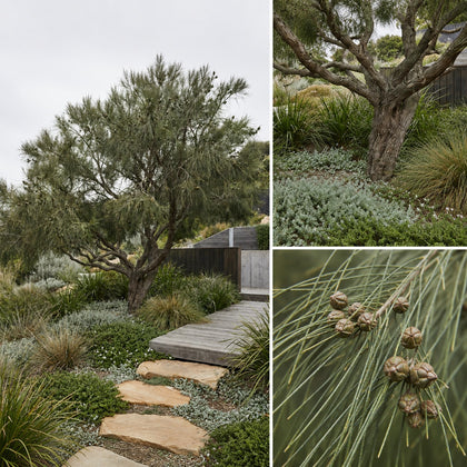 Swamp She oak - Casuarina obesa