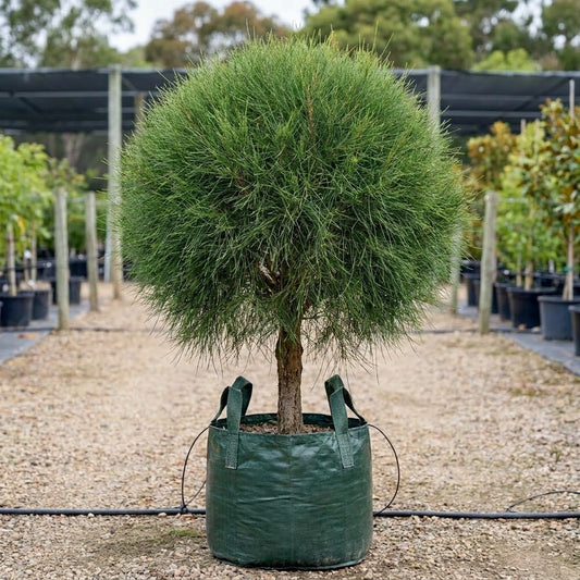 Swamp She oak - Casuarina obesa