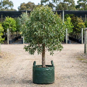 Swamp Yate - Eucalyptus occidentalis