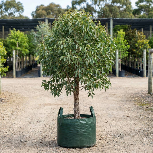 Swamp Yate - Eucalyptus occidentalis