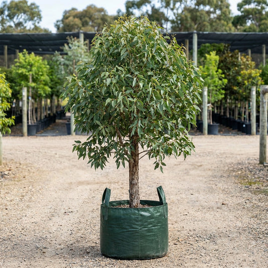 Swamp Yate - Eucalyptus occidentalis
