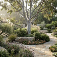 Swamp Yate - Eucalyptus occidentalis