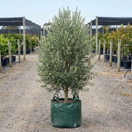 Swan Hill Olive - Olea europaea ‘Swan Hill’
