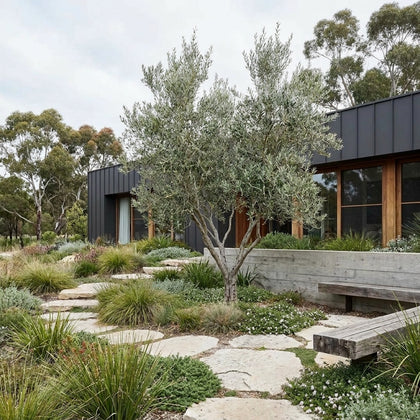 Swan Hill Olive - Olea europaea ‘Swan Hill’