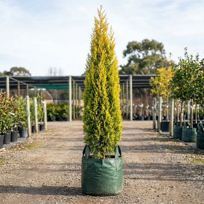 Swane's Golden Pencil Pine - Cupressus sempervirens 'Swane's Gold'