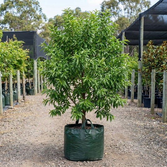 Sweet Almond Tree - Prunus dulcis