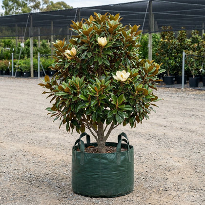 Sweet N Neat Magnolia - Magnolia grandiflora 'Sweet N Neat'