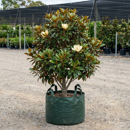 Sweet N Neat Magnolia - Magnolia grandiflora 'Sweet N Neat'