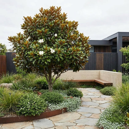 Sweet N Neat Magnolia - Magnolia grandiflora 'Sweet N Neat'