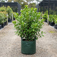 Sweet Viburnum - Viburnum odoratissimum