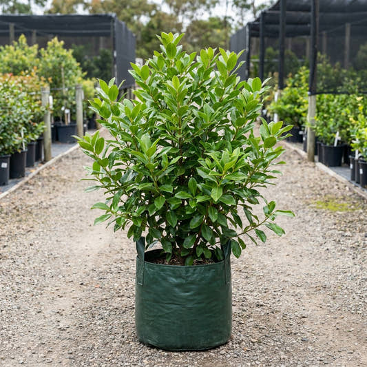 Sweet Viburnum - Viburnum odoratissimum