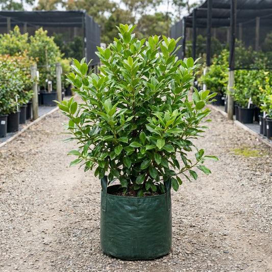 Sweet Viburnum - Viburnum odoratissimum