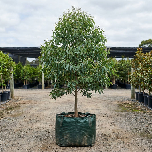 Sydney Blue Gum - Eucalyptus saligna