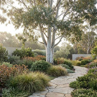 Sydney Blue Gum - Eucalyptus saligna