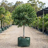 Sydney Blue Gum - Eucalyptus saligna