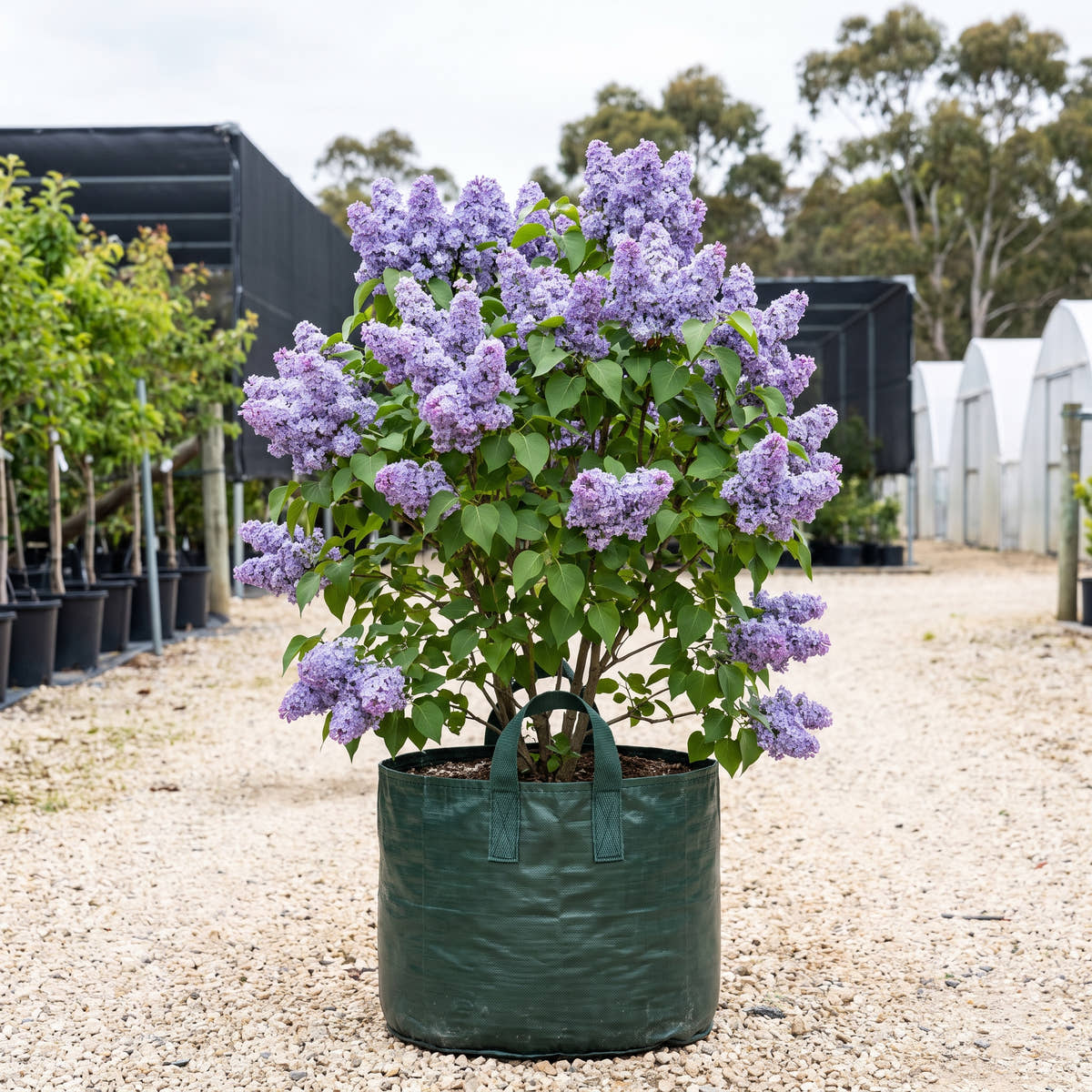 Olivier de Serres Lilac - Syringa vulgaris ‘Olivier de Serres’