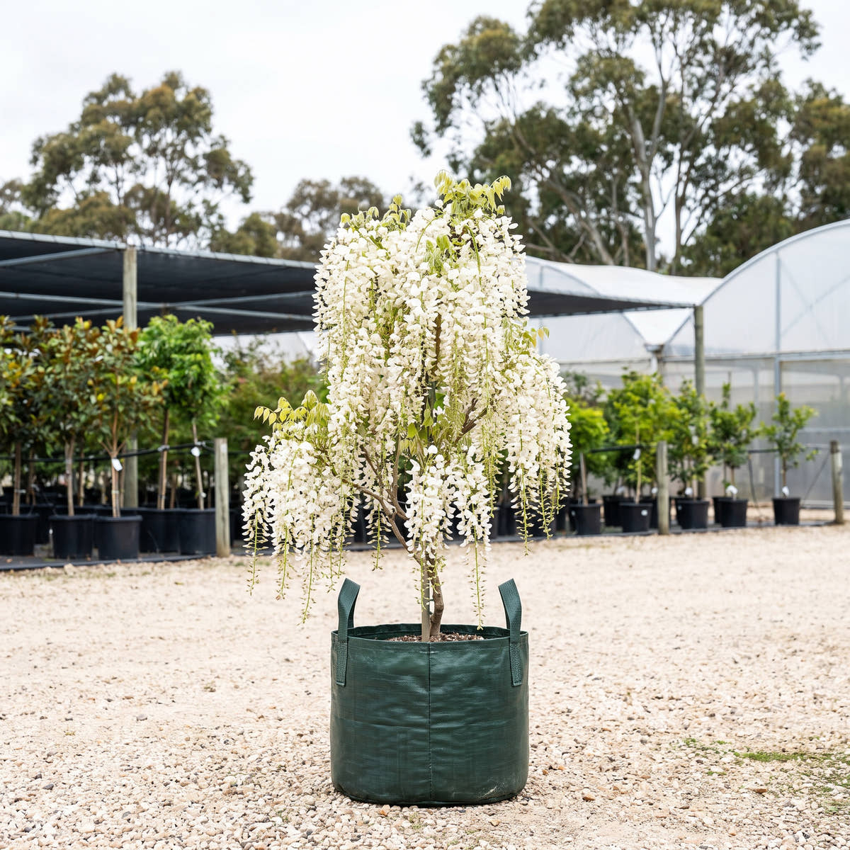 White Japanese Wisteria - Wisteria floribunda ‘Alba’