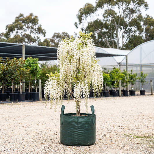 White Japanese Wisteria - Wisteria floribunda ‘Alba’