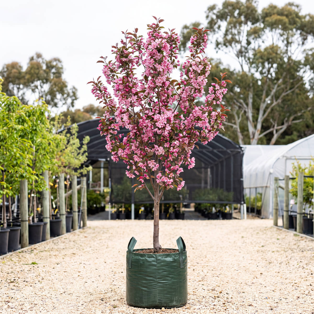 Wychwood Ruby Crab Apple - Malus yunnanensis ‘Wychwood Ruby’