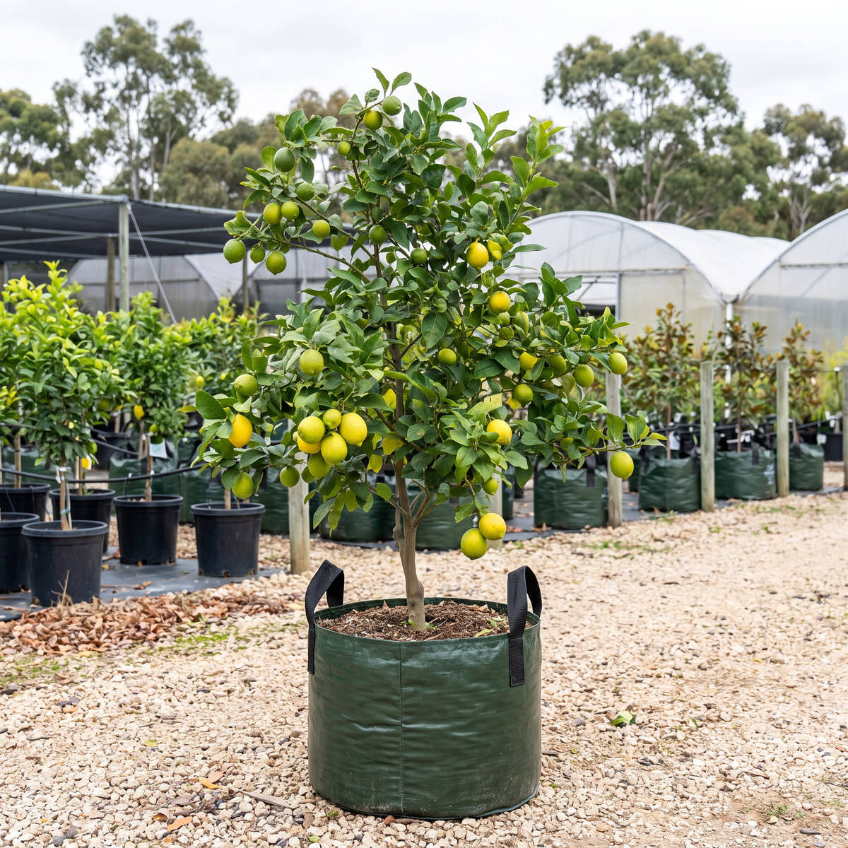 Dwarf Lisbon Lemon - Citrus limon ‘Lisbon’