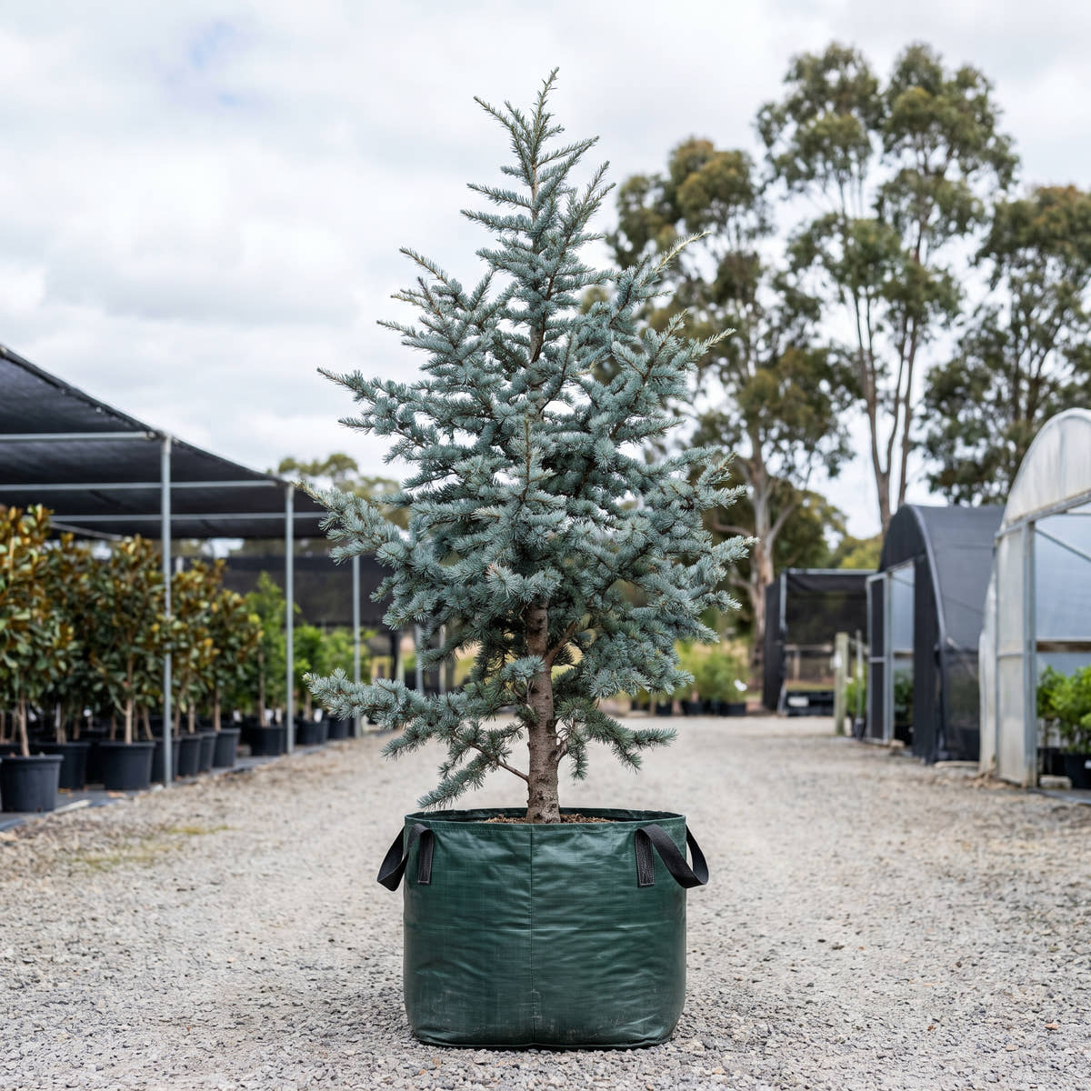 Blue Cedar of Lebanon - Cedrus libani ‘Glauca’