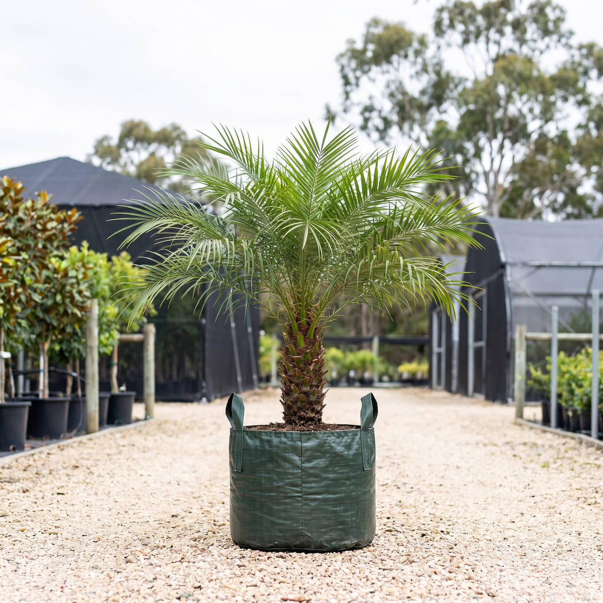 Dwarf Date Palm - Phoenix roebelenii