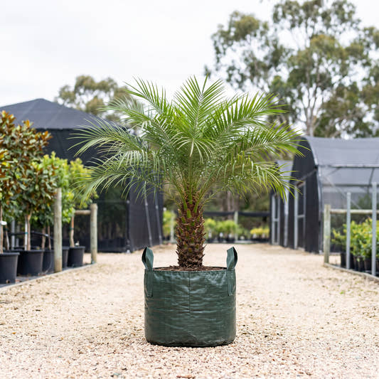 Dwarf Date Palm - Phoenix roebelenii