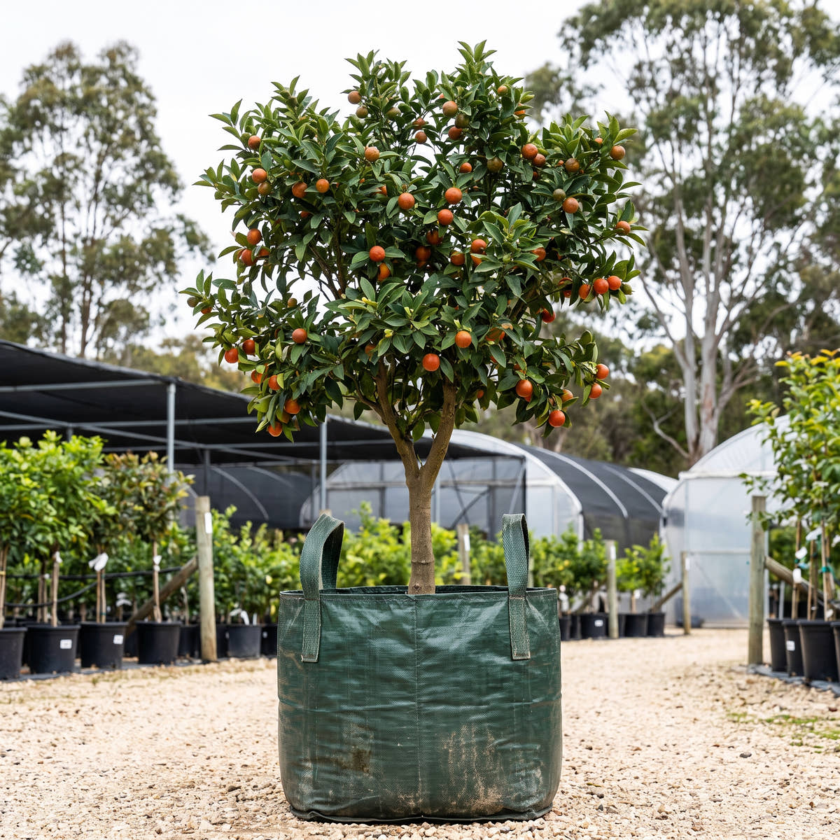 Rangpur Lime - Citrus x limonia