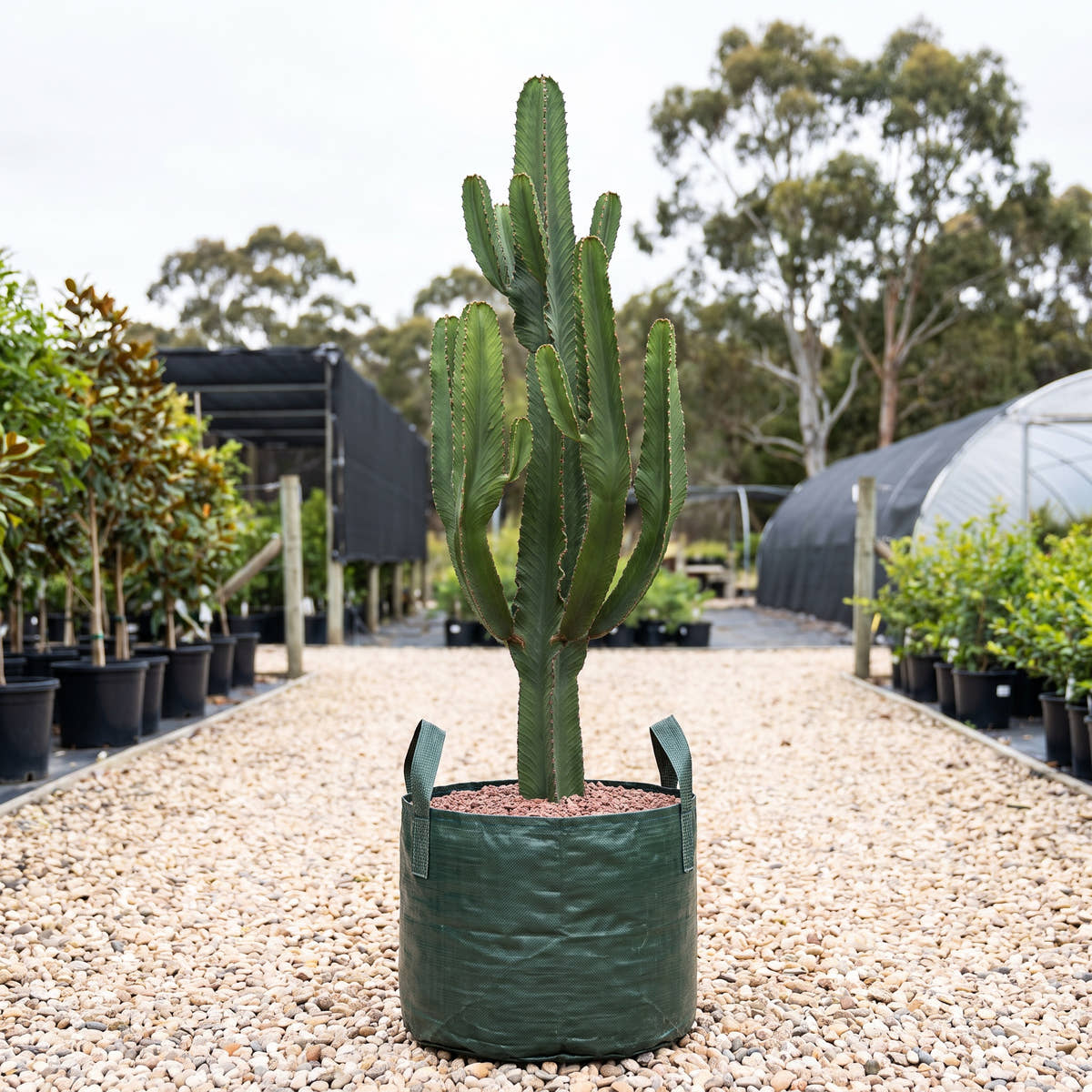 Candelabra Tree - Euphorbia ingens